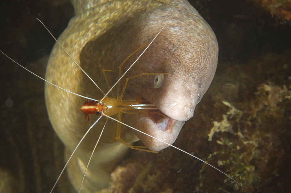 White-banded Cleaner Shrimp on Moray eel, New Caledonia