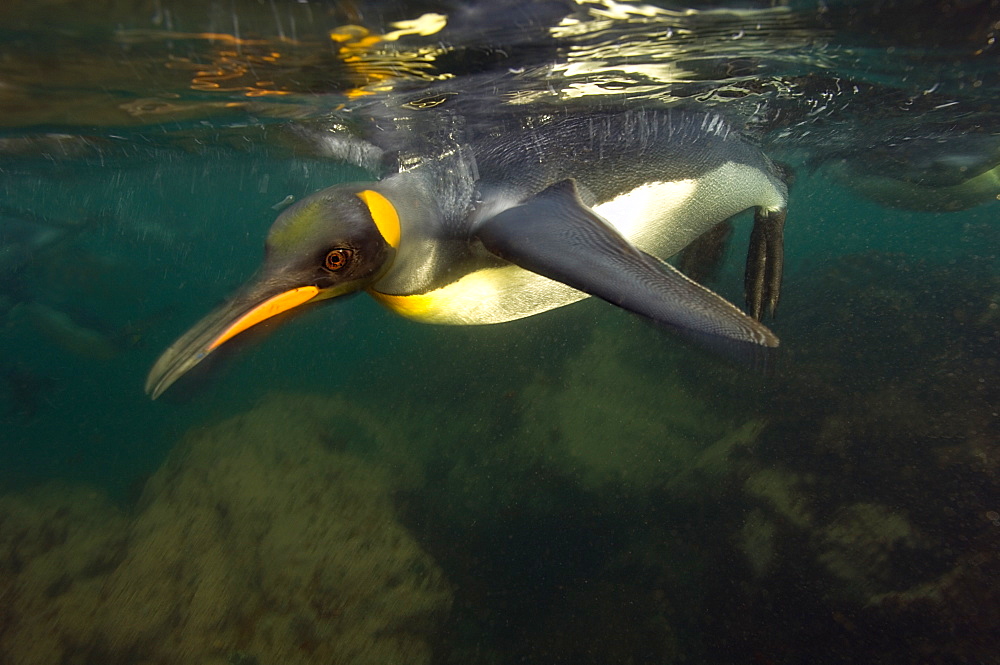 King penguin under surface, Maquarie Island  Australia