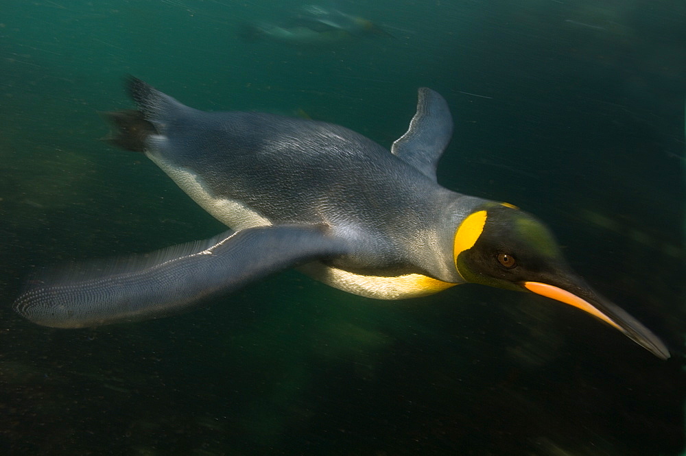 King penguin under water, Maquarie Island  Australia