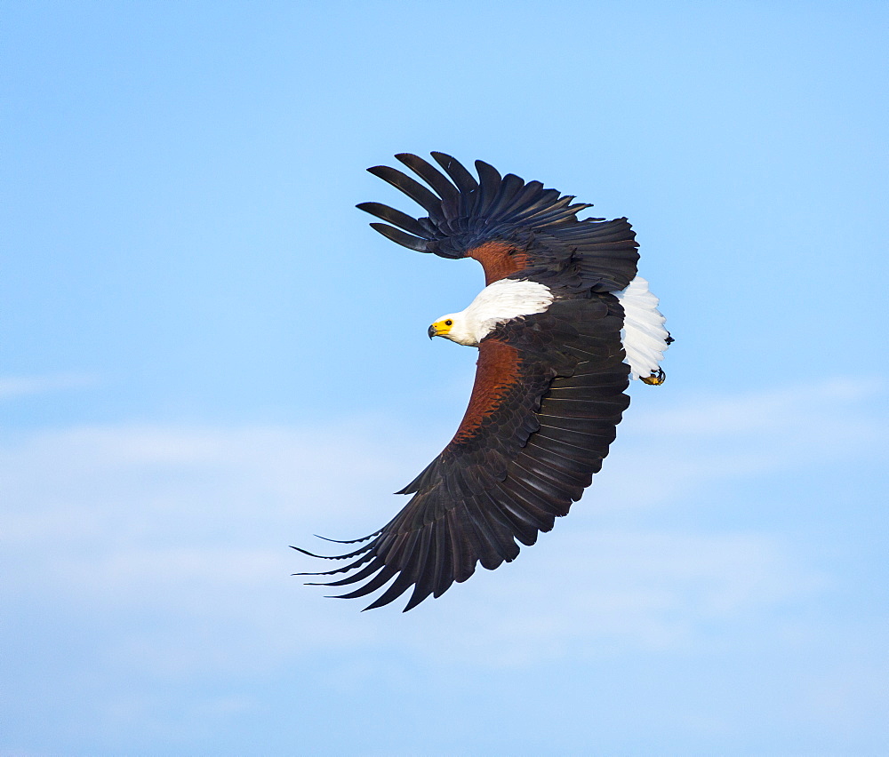 African Fish Eagle fishing in flight, Kenya 