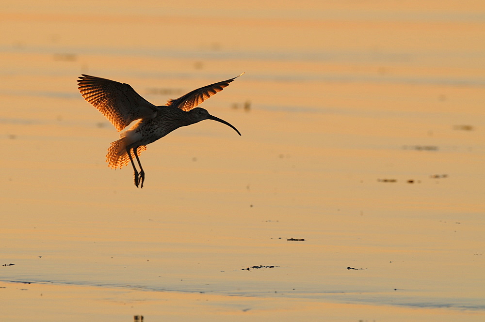 Eurasian Curlew flying over a mudflat, France