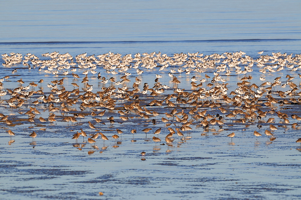 Black-tailed Godwits and Pied Avocets, France