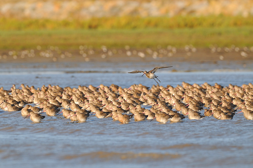 Black-tailed Godwits at high tide, France