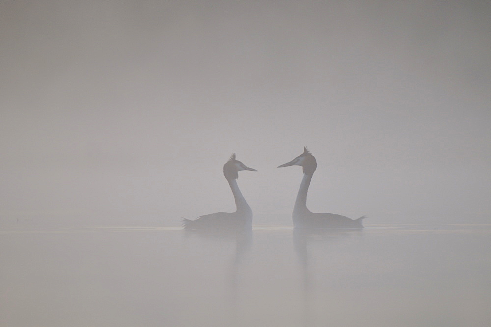 Parade of Great Crested Grebes in the mist, Grandlieu France