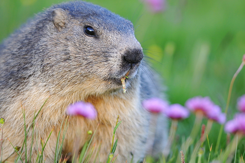 Alpine Marmot and Thrift flowers, Queyras Alps France 