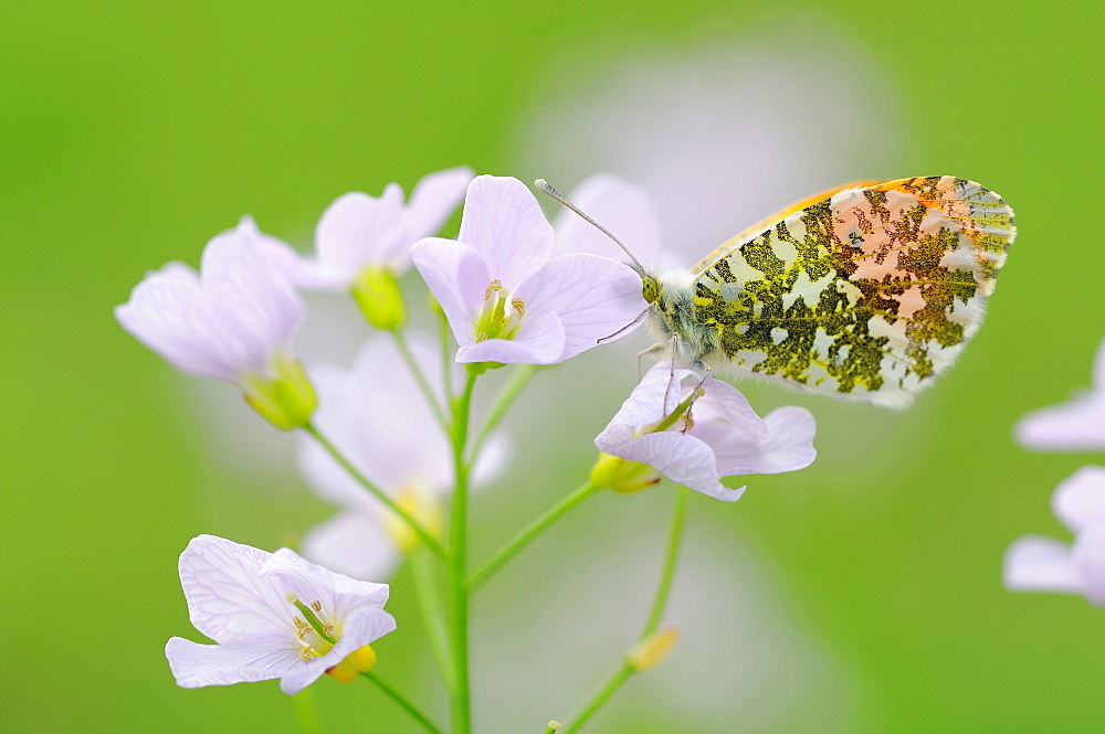 Orange Tip on Cuckoo Flower, France