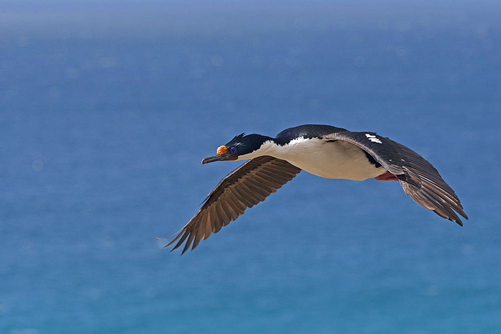 King Shag in flight, Falklands Saunders Island