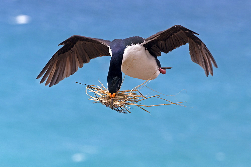 King Shag in flight, Falklands Saunders Island