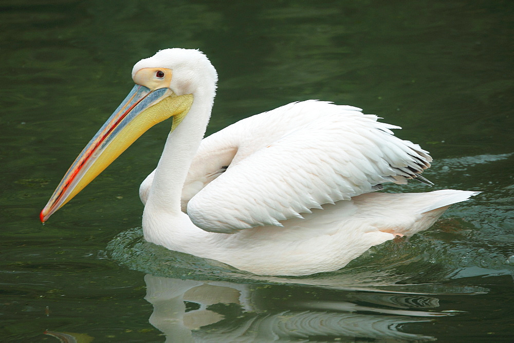 White pelican on water, Parc de la tÃªte d'or  Lyon France