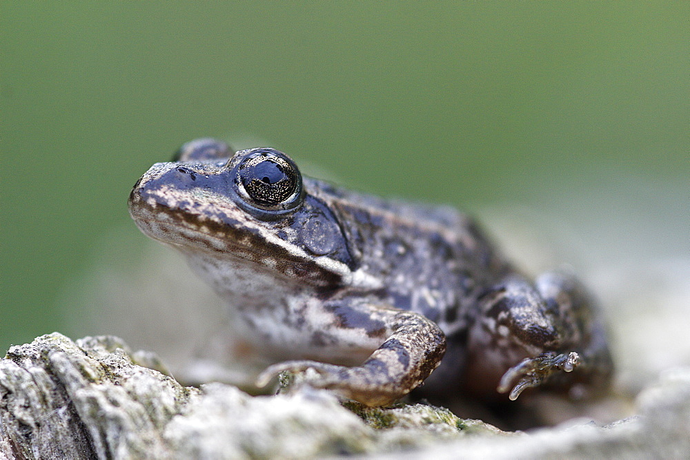 Young Lowland Frog on stump, France 