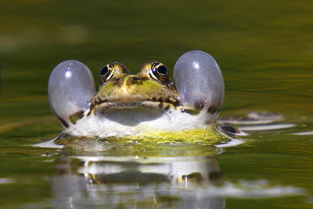 Portrait of male Lowland frog in a pond, France 