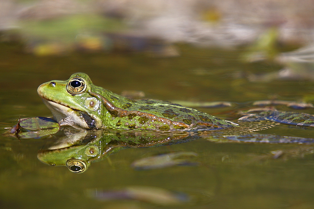 Lowland frog swimming in a pond, France 