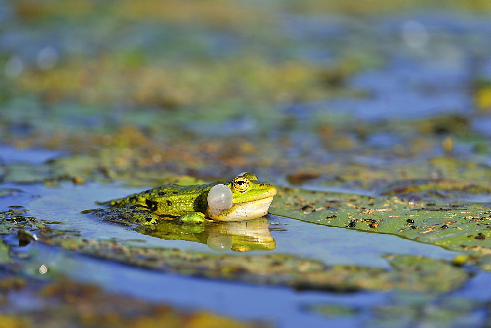 Green frog singing on lily leaf yellow, France 