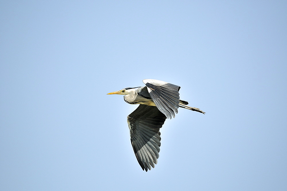 Grey Heron in flight, PNR Camargue France 