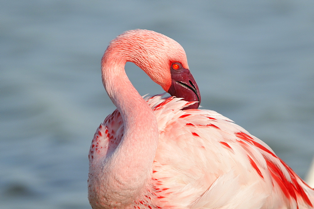 Portrait of Lesser Flamingo, Pont de Gau France 