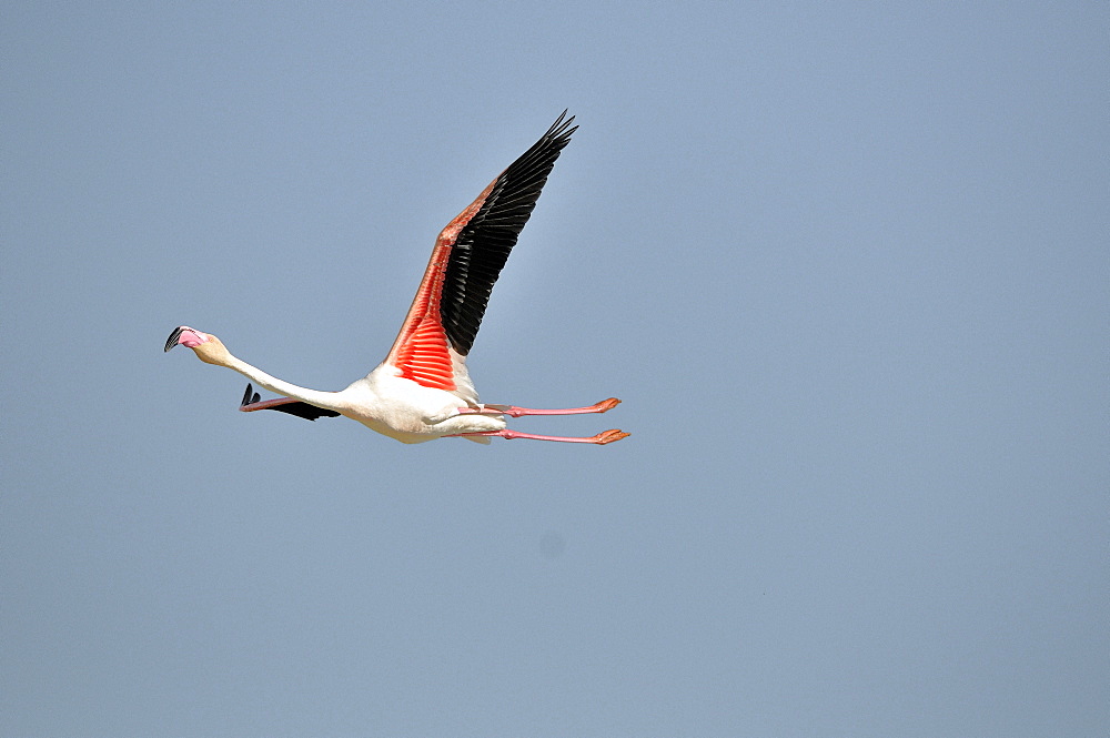 Great Flamingo in flight, Pont de Gau France 