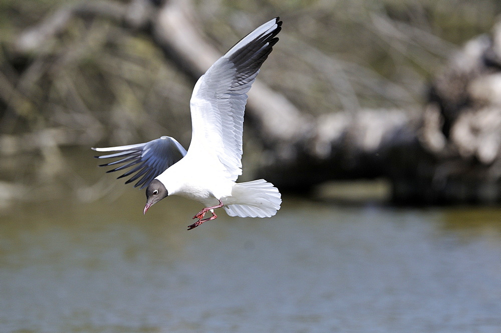 Black-headed gull in flight, Pont de Gau France 