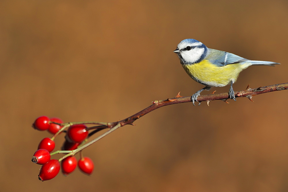Blue tit on a branch of Rosehip, France