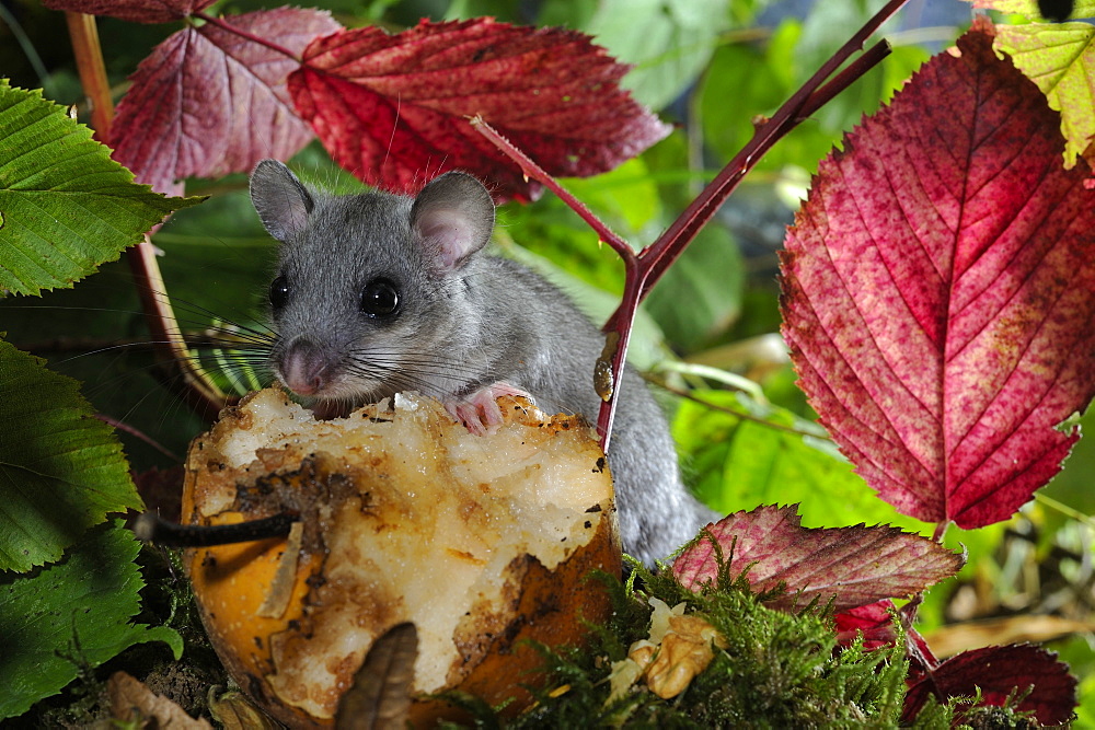 Fat Dormouse eating an apple fell, France