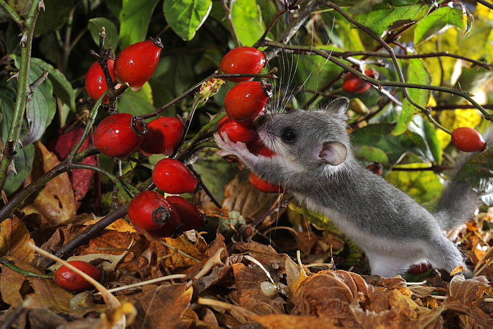 Young Fat Dormouse eating Rosehips, France