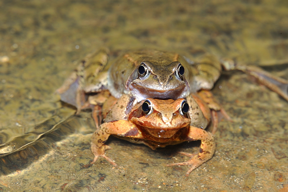 European Frog mating, France 