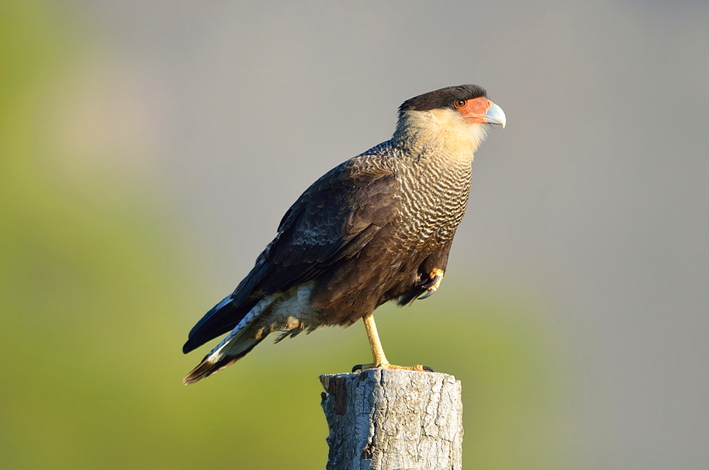 Crested Caracara at rest on a pole, Argentina 