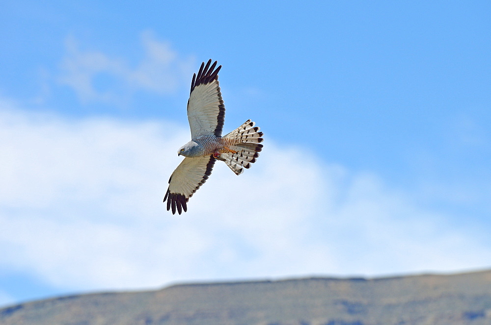 Cinereous Harrier male in flight, El Calafate Argentina 