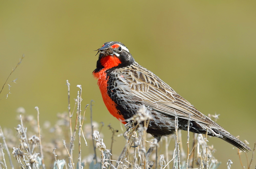 Long-tailed Meadowlark with spider in its beak, Argentina