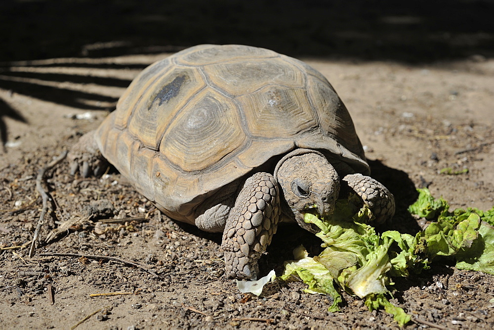 Chaco tortoise eating salad, Argentina 