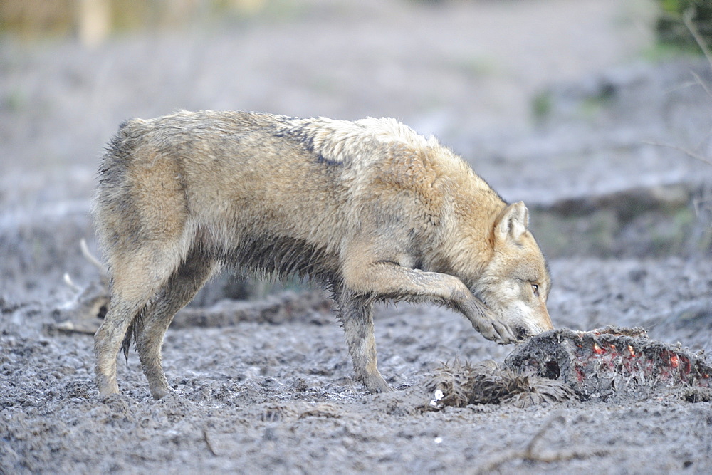 Gray wolf devouring a carcass 