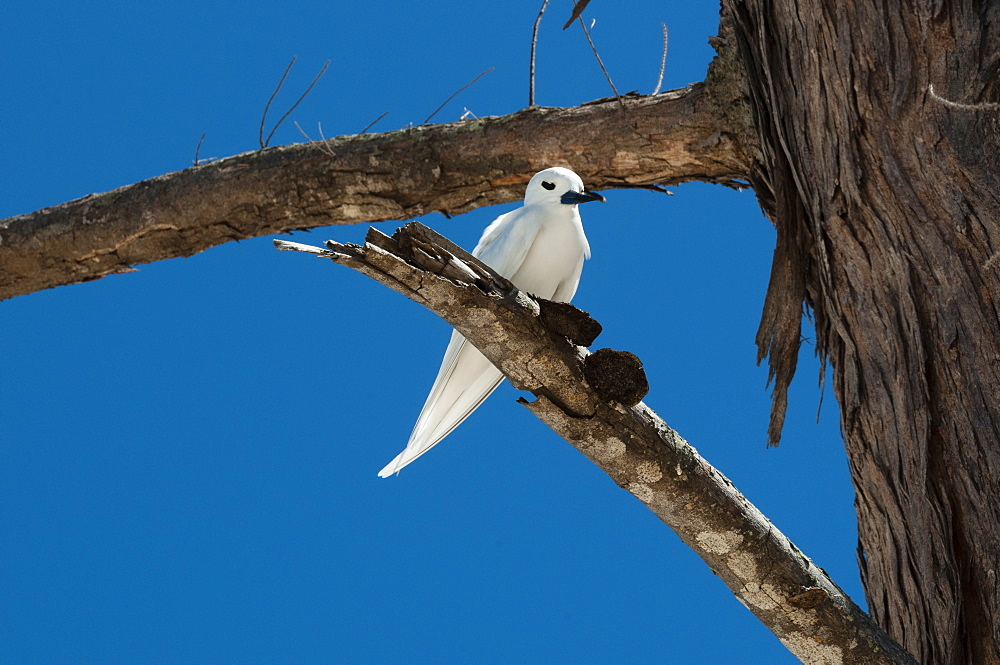 Common white-tern on a branch, Denis Island Seychelles 