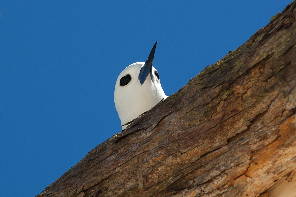 Common white-tern on a branch, Denis Island Seychelles 