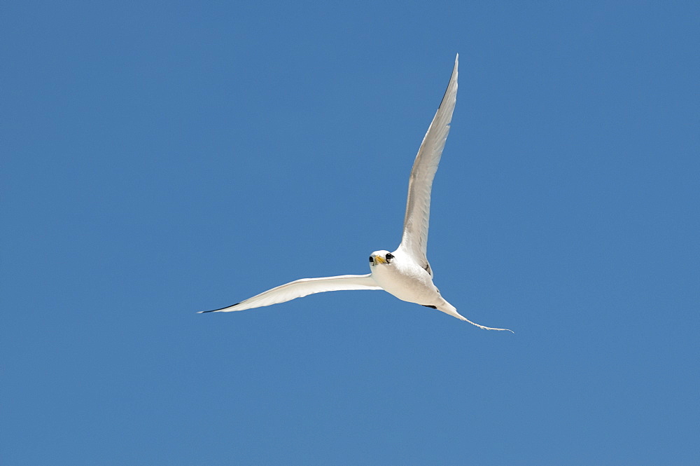 White-tailed tropic bird, Fregate Island Seychelles 