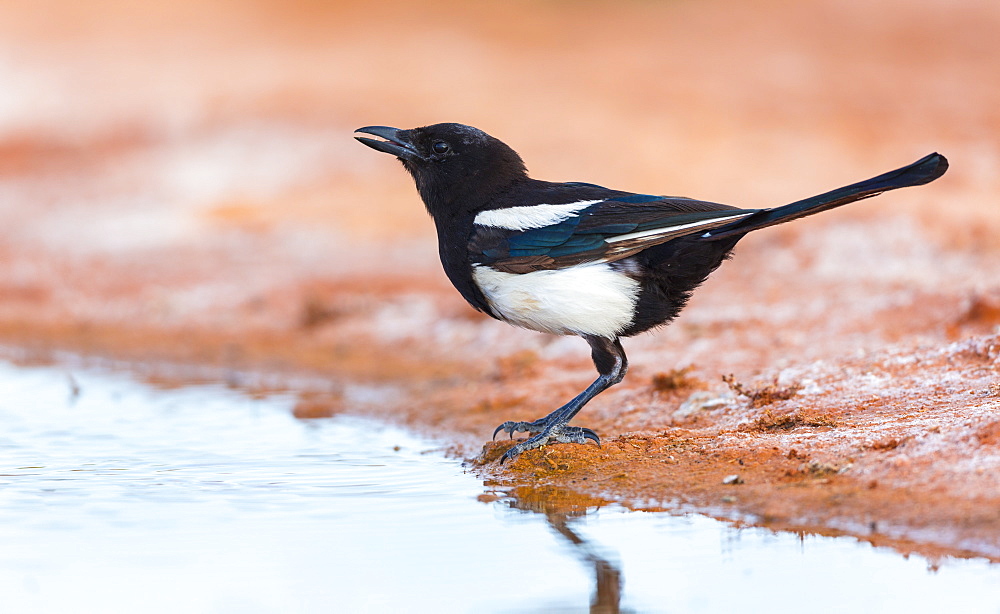 Black-billed Magpie to the water, Saragossa Aragon Spain