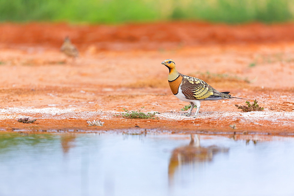 Pin-tailed Sandgrouse, Saragossa Aragon Spain