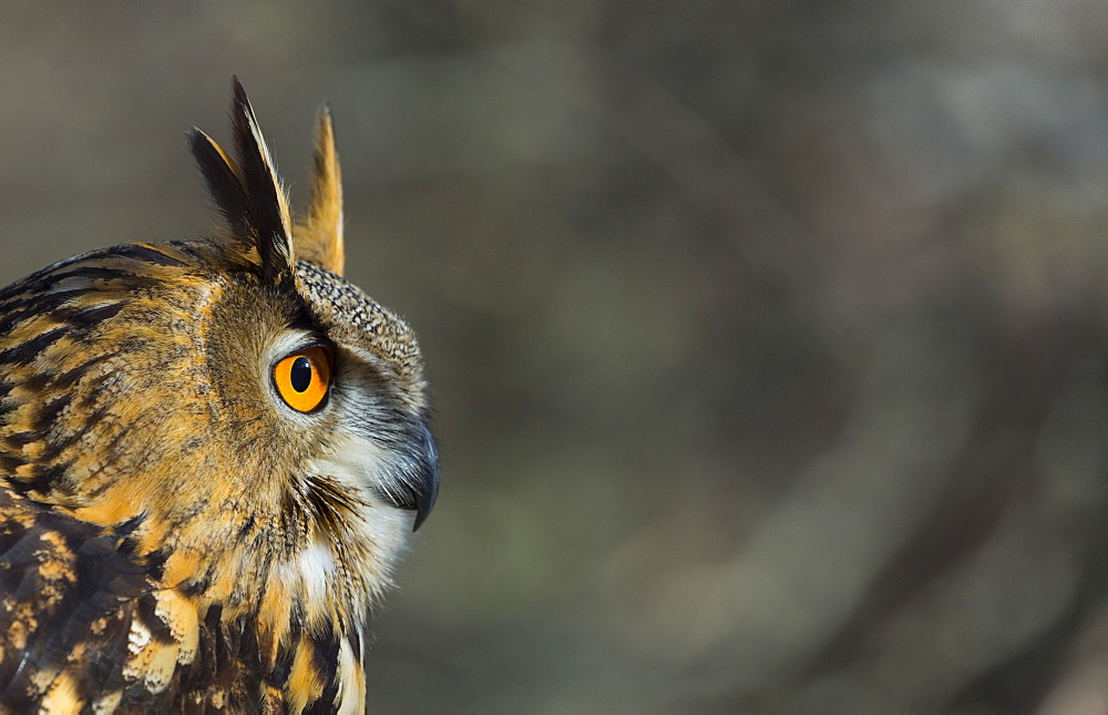 Portrait of Eurasian Eagle-owl, Cantabria Spain 