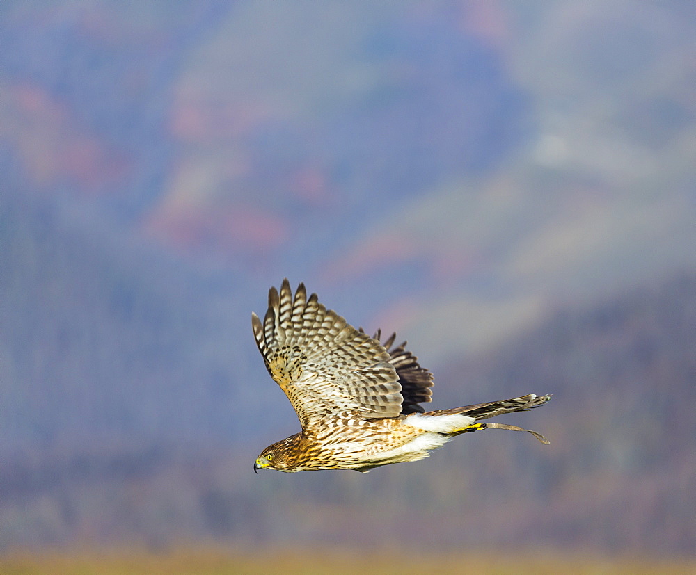 Northern Goshawk in flight , Cantabria Spain 