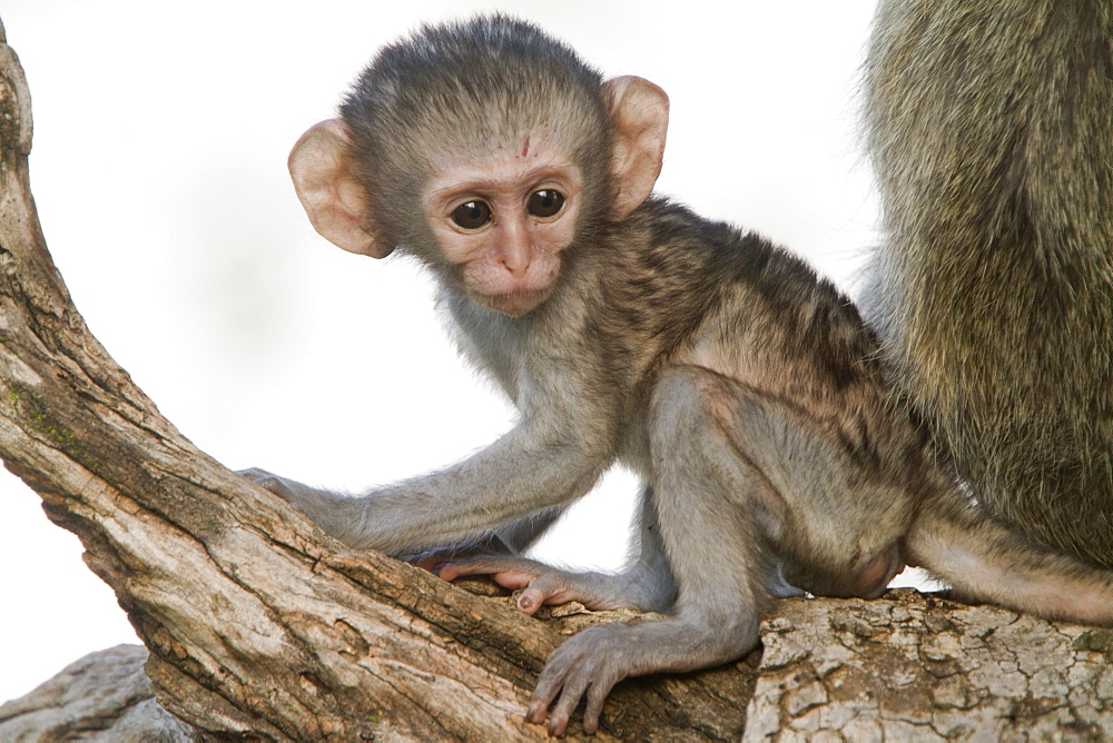 Young Green monkey on a branch, Kruger South Africa