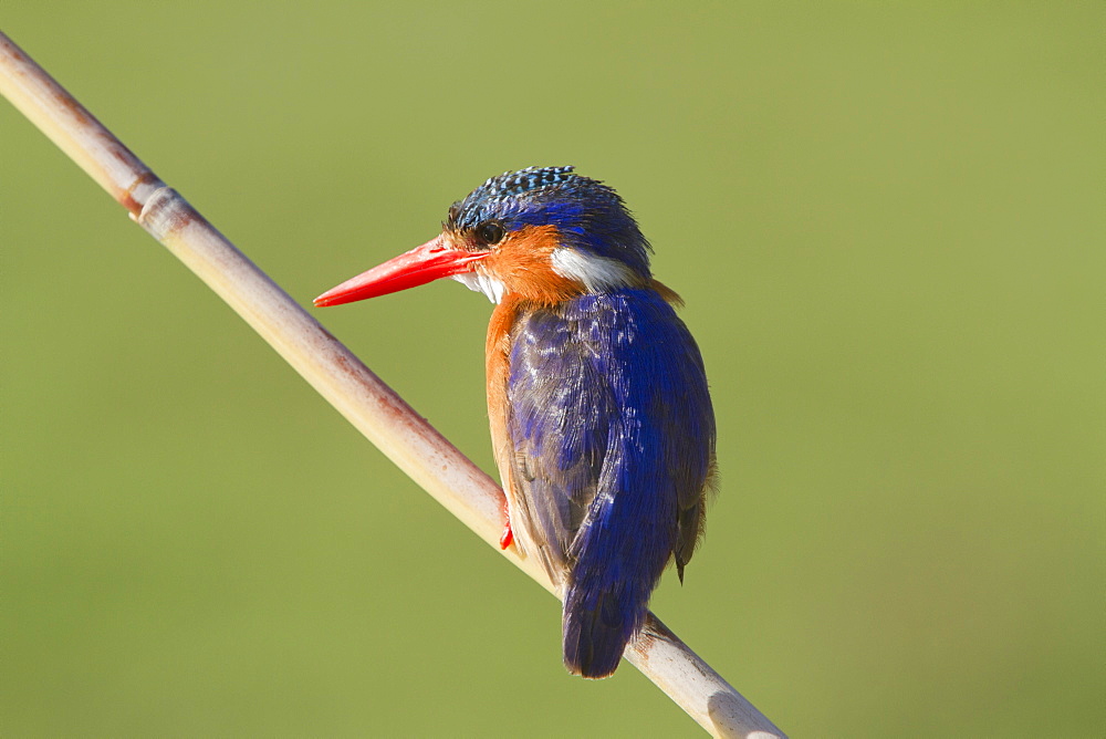 Malachite Kingfisher on a reed, Kruger South Africa