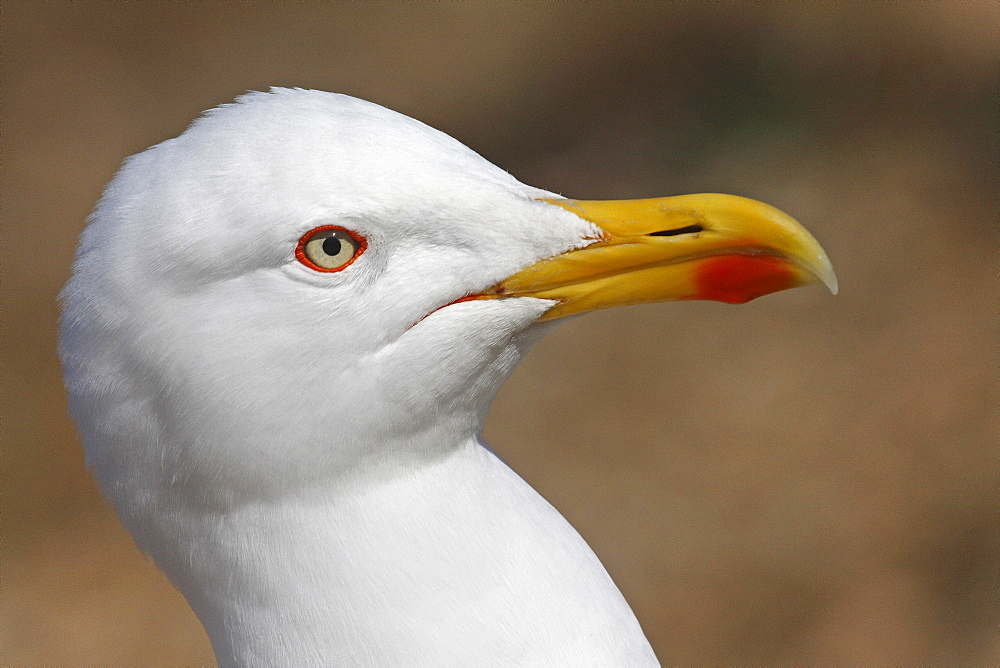 Portrait of Yellow-legged Gull, Ile de Porquerolles France