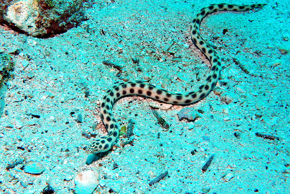 Tiger snake eel on bottom, Galapagos Islands 