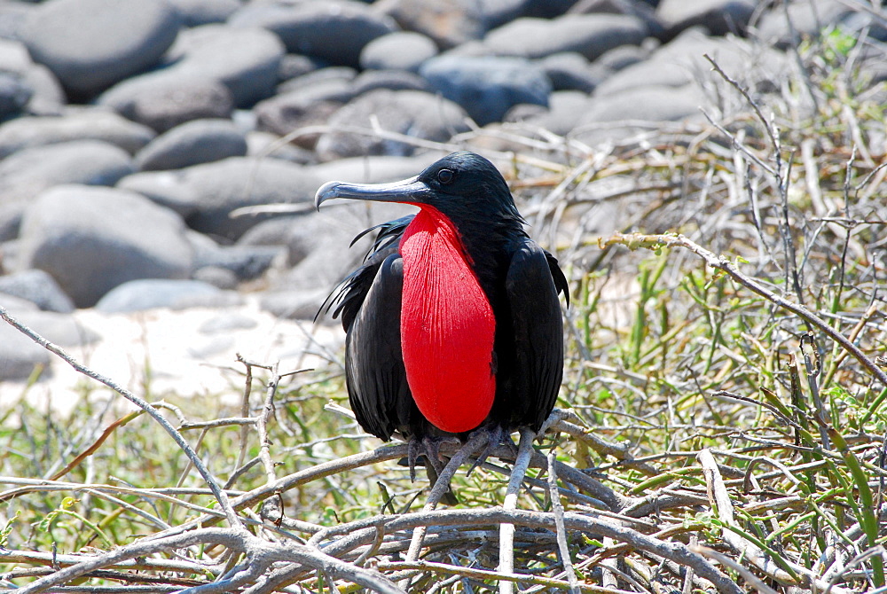 Male Great Frigatebird, North Seymour Galapagos