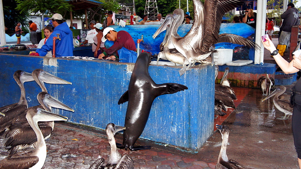 Brown Pelicans and Sea Lion on a dock, Galapagos