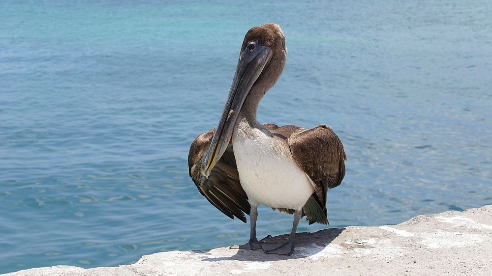 Brown pelican on a dock, Santa Cruz Galapagos