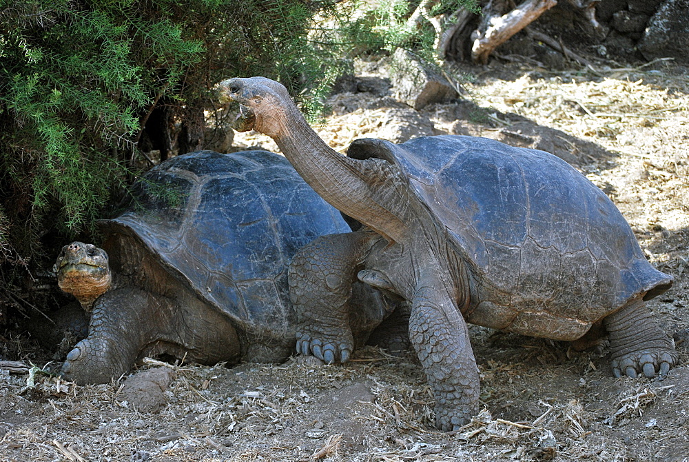 Galapagos giant tortoises, Santa Cruz Galapagos 