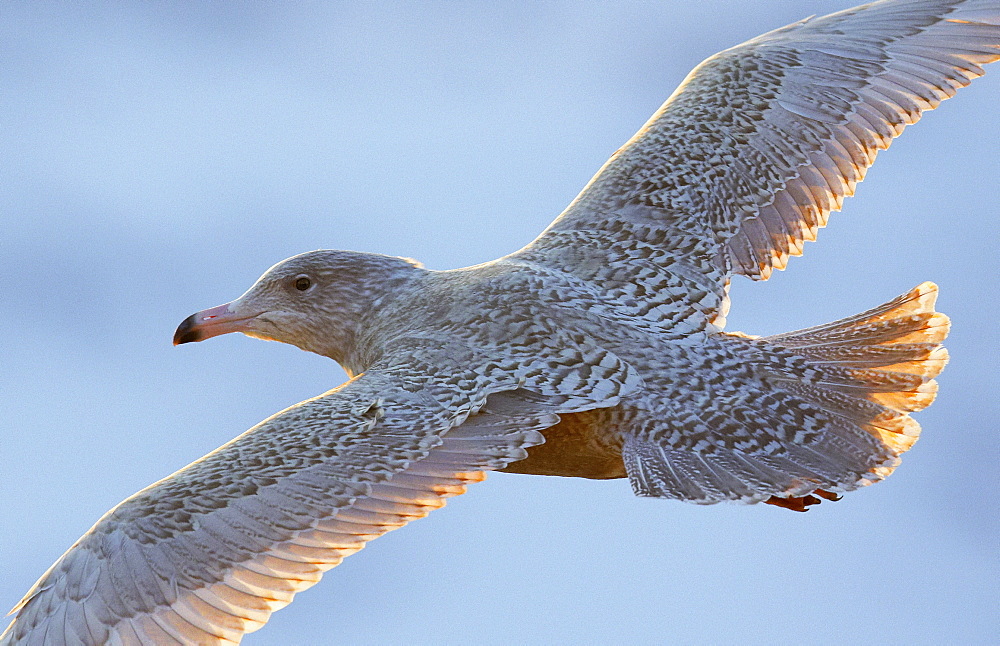 Glaucous Gull in flight, Norway 