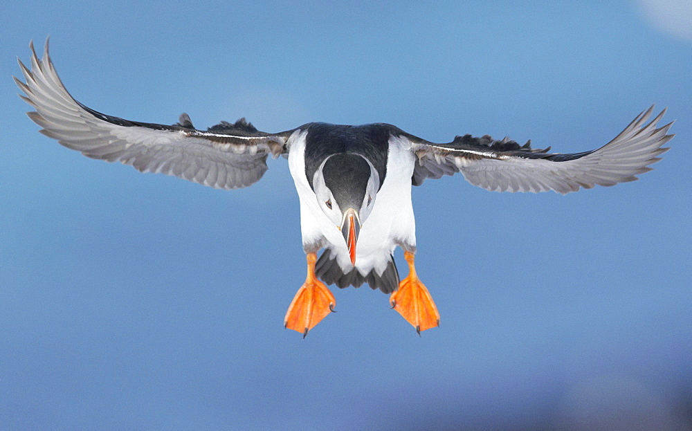 Puffin in flight, Norway