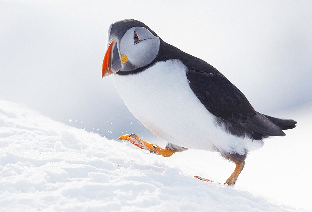 Puffin walking on the snow, Norway 