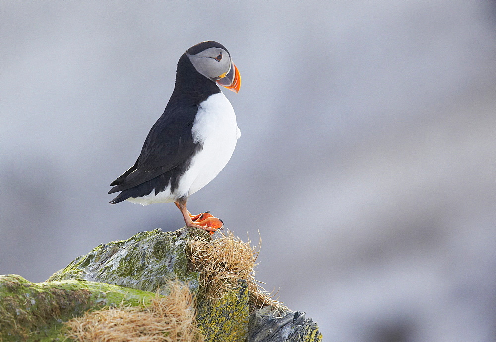 Puffin on cliff, Norway 