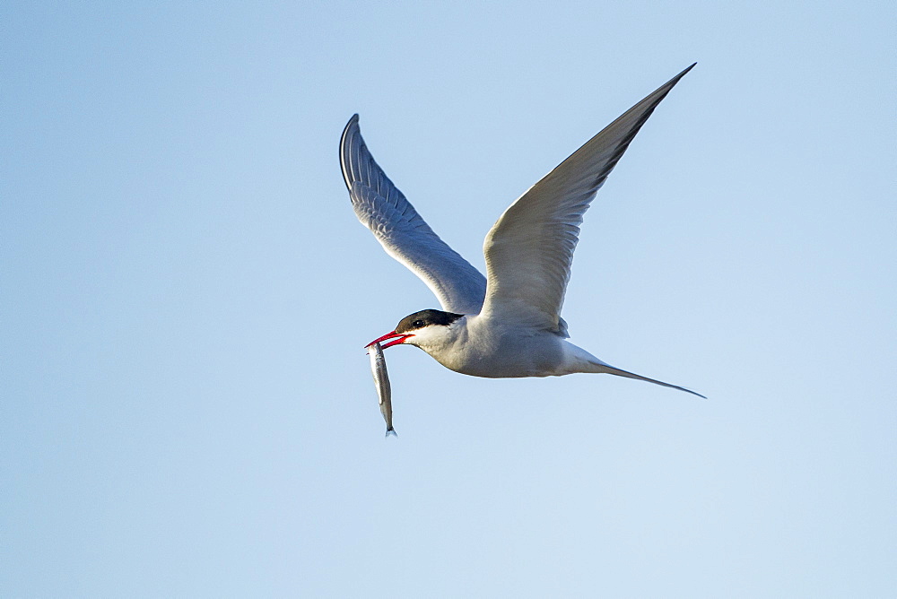 Arctic Tern holding small fish in flight, Hudson Bay Canada